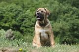 BOERBULL 037